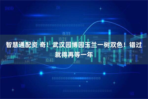 智慧通配资 奇！武汉园博园玉兰一树双色！错过就得再等一年
